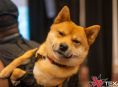 Tekken 8 người chơi tham dự giải đấu trực tiếp với huấn luyện viên chó bị buộc trên lưng